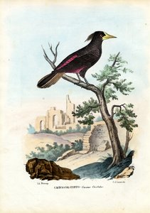 Cacique, 1863-79